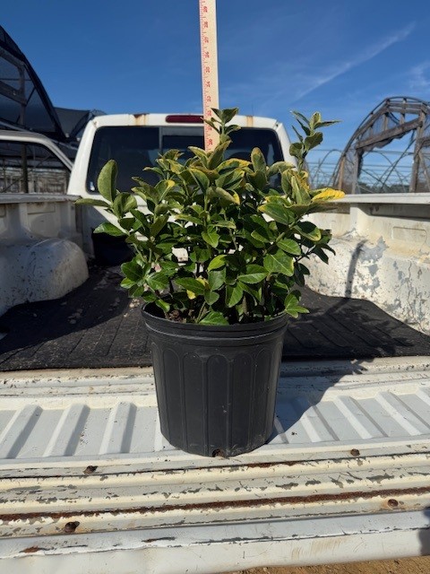 euonymus-japonicus-aureo-marginatus-japanese-spindle-golden-euonymus
