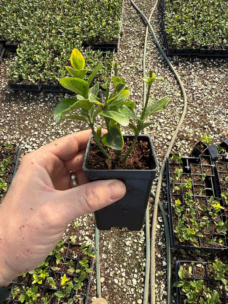 euonymus-japonicus-aureo-marginatus-japanese-spindle-golden-euonymus