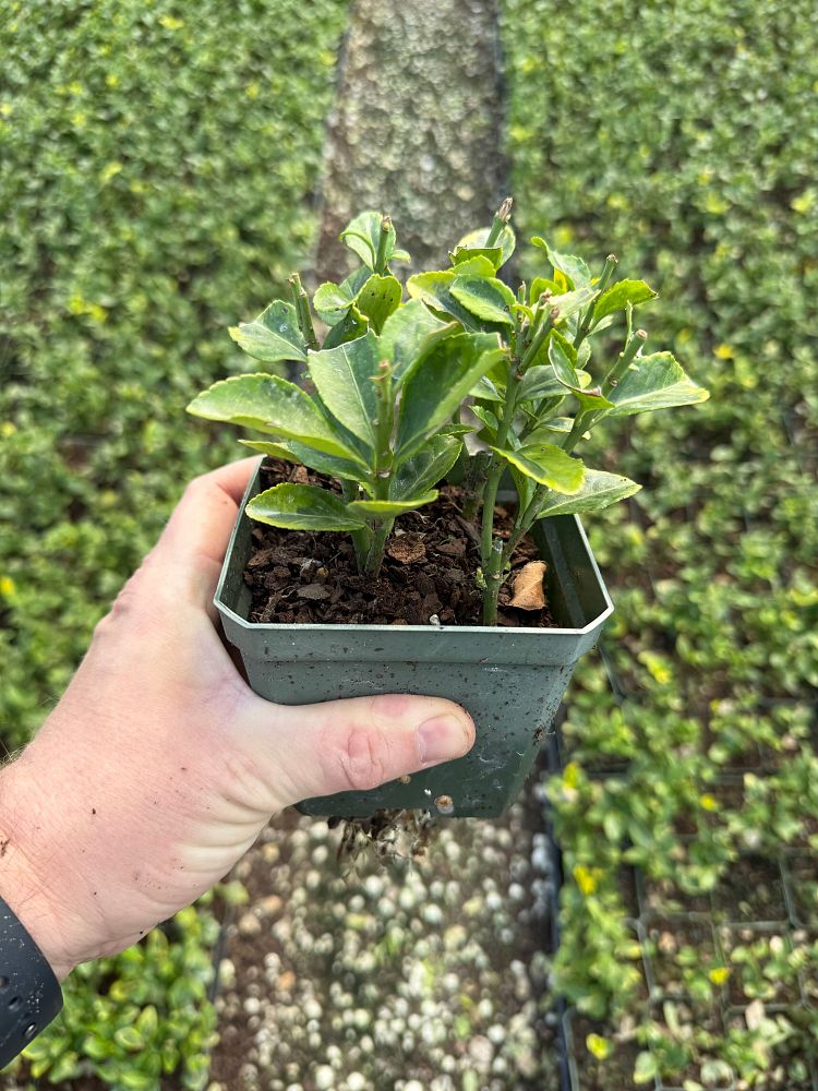 euonymus-japonicus-aureo-marginatus-japanese-spindle-golden-euonymus