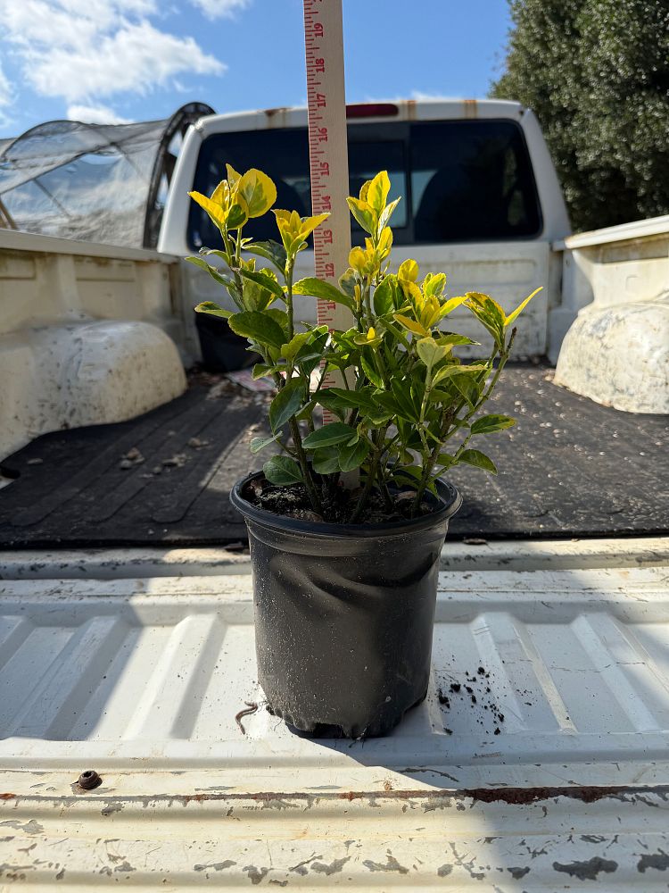 euonymus-japonicus-aureo-marginatus-japanese-spindle-golden-euonymus