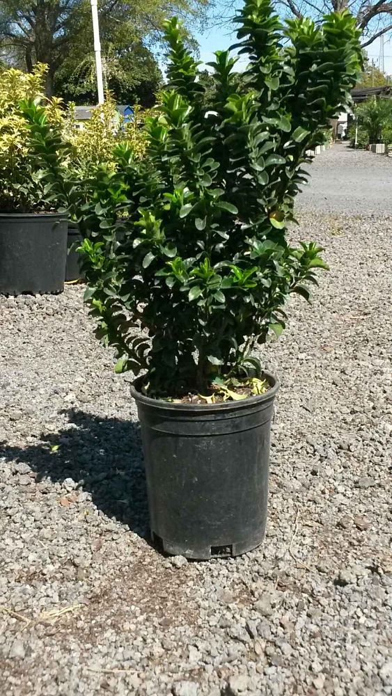 euonymus-japonicus-greenspire-japanese-spindle