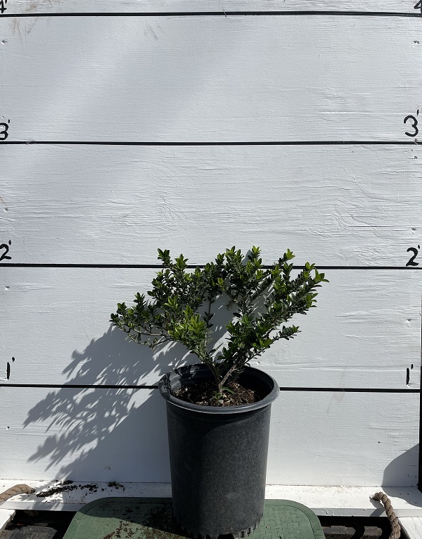euonymus-japonicus-microphyllus-variegatus-japanese-euonymus-japanese-spindletree-boxleaf-euonymus