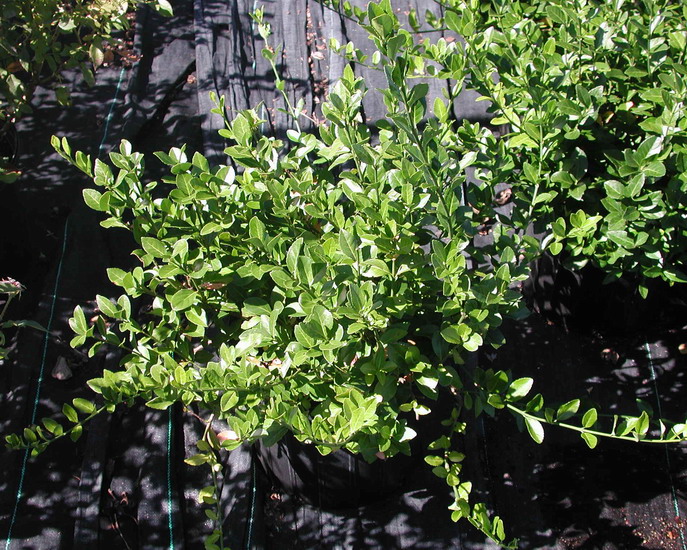 euonymus-kiautschovicus-manhattan-spreading-euonymus-euonymus-patens