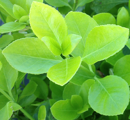 euonymus-kiautschovicus-manhattan-spreading-euonymus-euonymus-patens