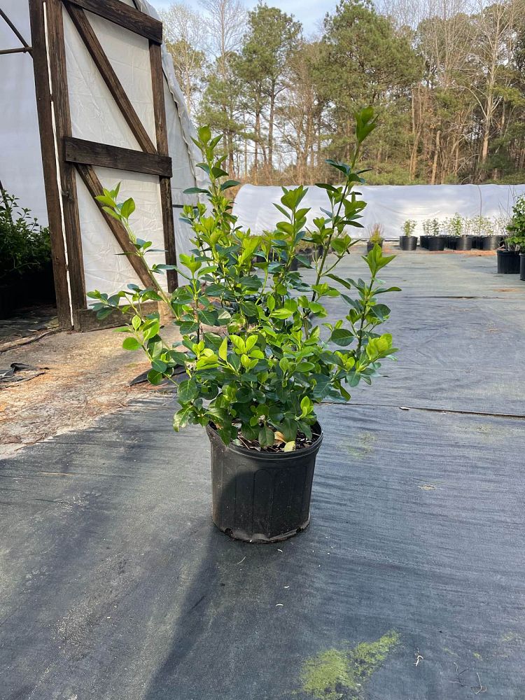 euonymus-kiautschovicus-manhattan-spreading-euonymus-euonymus-patens