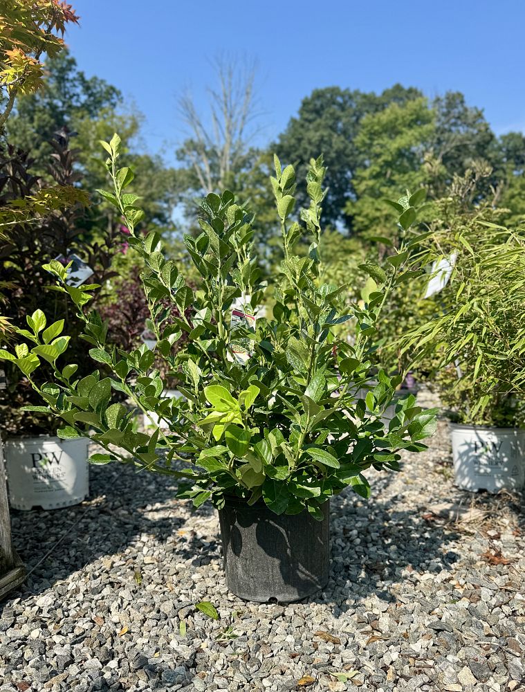 euonymus-kiautschovicus-manhattan-spreading-euonymus-euonymus-patens