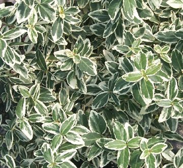 euonymus-radicans-argenteo-variegata