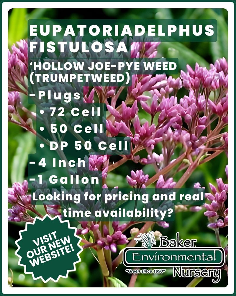 eupatoriadelphus-fistulosus
