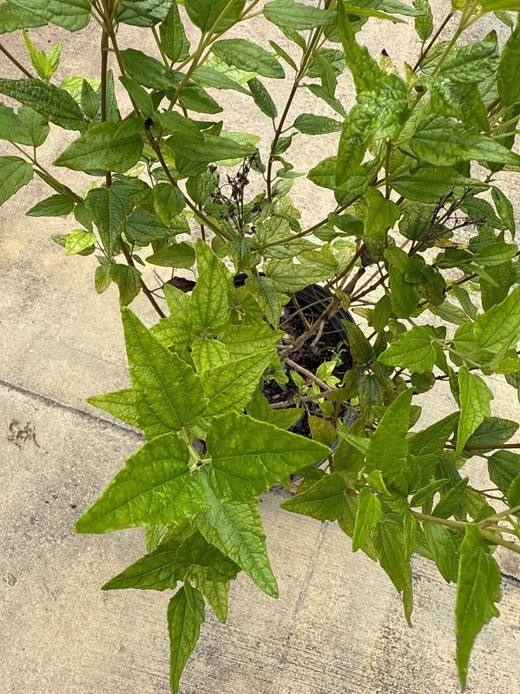 eupatorium-anomalum-florida-thoroughwort