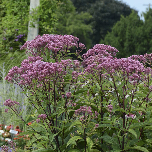 eupatorium-dubium-baby-joe-joe-pye-weed