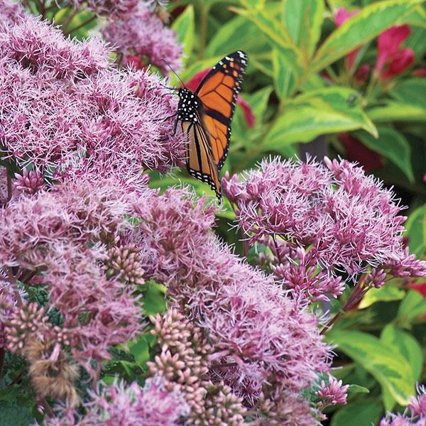 eupatorium-dubium-little-joe-joe-pye-weed