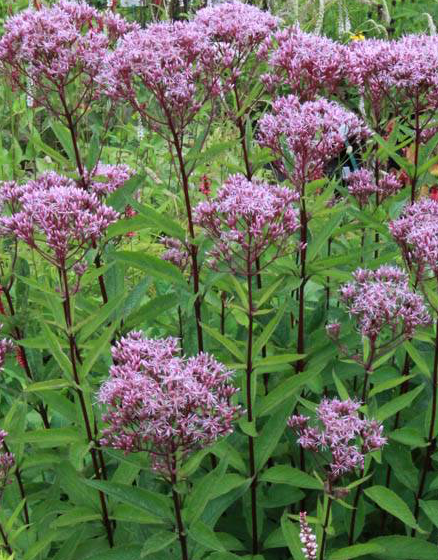 eupatorium-dubium