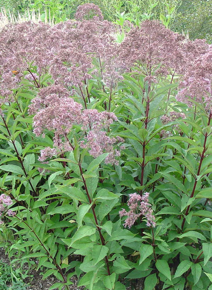 eupatorium-maculatum-gateway-hollow-joe-pye-weed-eutrochium-fistulosum-trumpet-weed