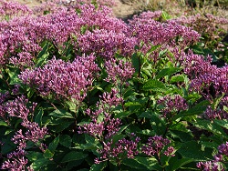 eupatorium-purpureum-euphoria-ruby-joe-pye-weed-floreupre1