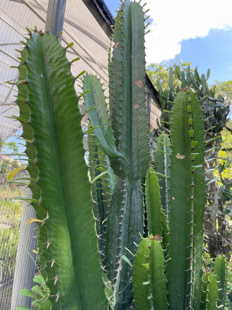 euphorbia-acrurensis-desert-candle