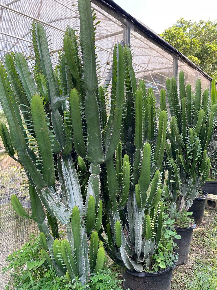 euphorbia-acrurensis-desert-candle