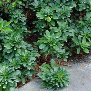 euphorbia-amygdaloides-robbiae-wood-spurge