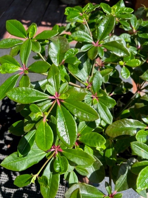 euphorbia-bongolavensis
