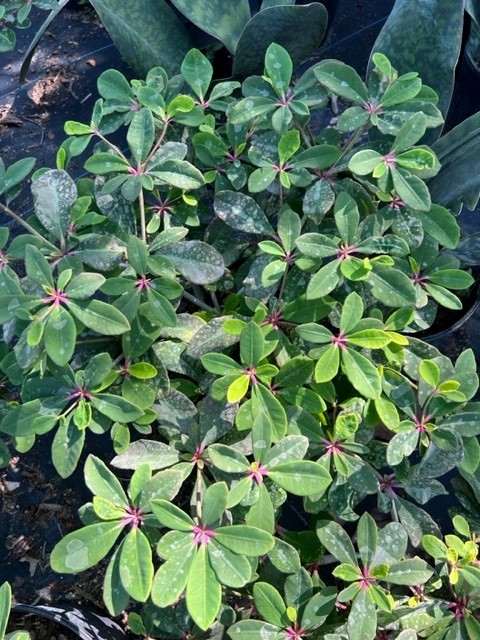 euphorbia-bongolavensis