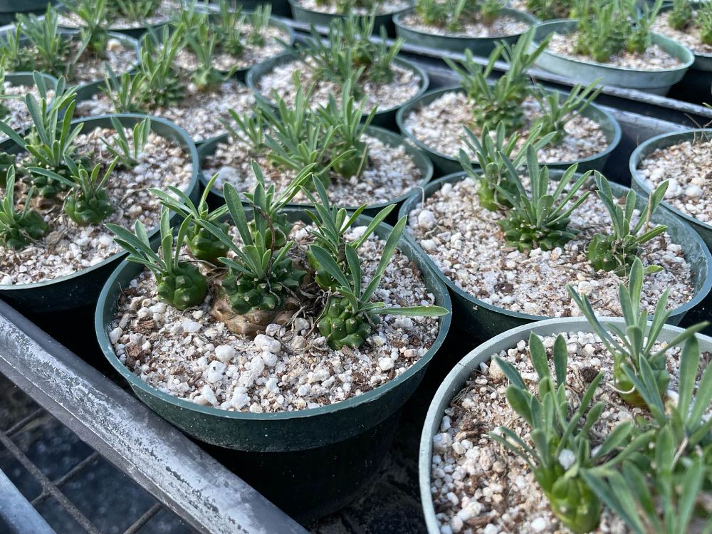euphorbia-bupleurifolia