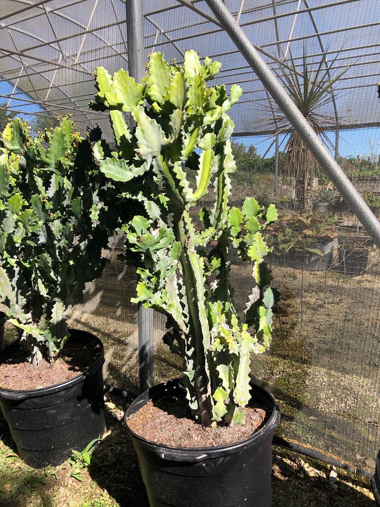 euphorbia-candelabrum
