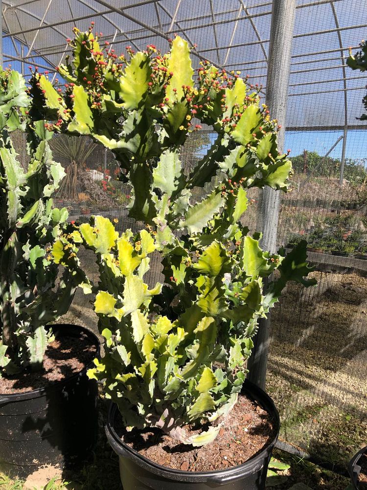 euphorbia-candelabrum