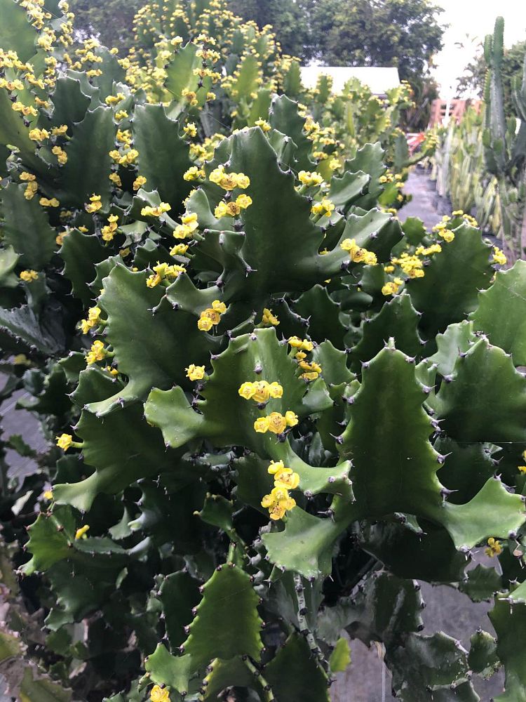 euphorbia-candelabrum