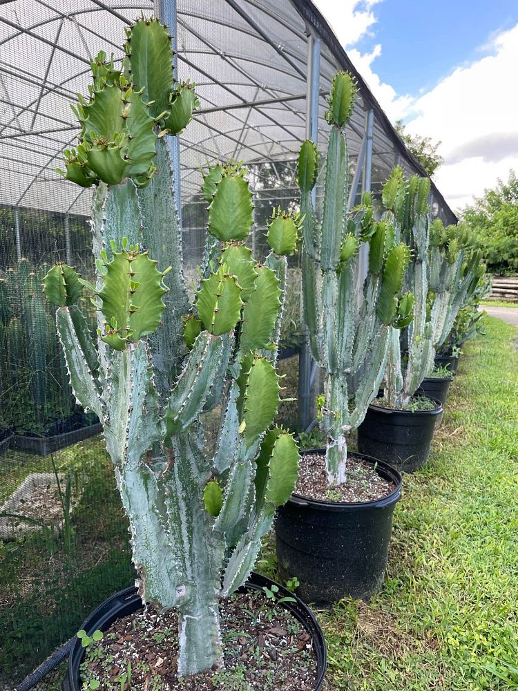 euphorbia-candelabrum