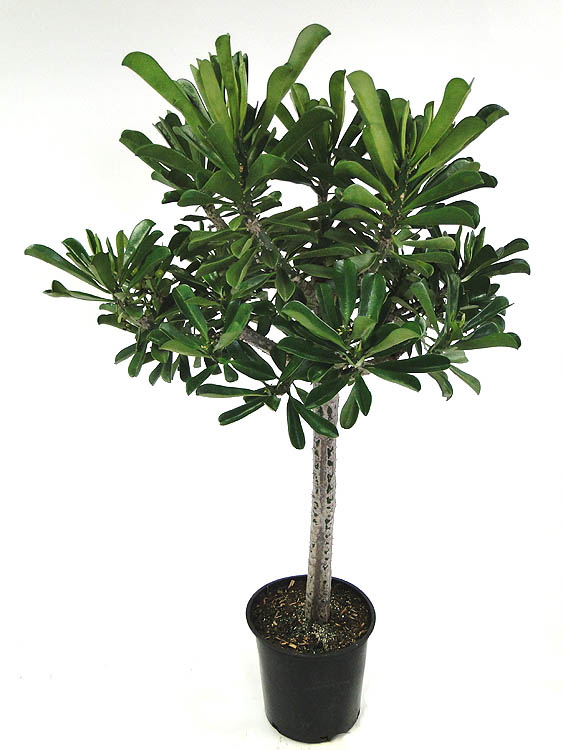 euphorbia-drupifera