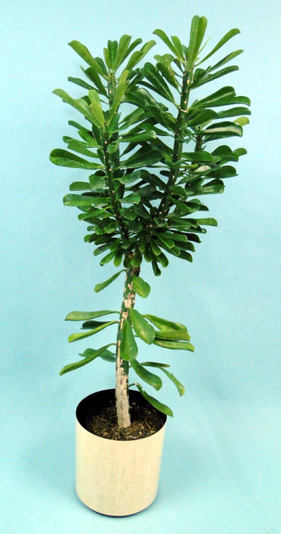 euphorbia-drupifera