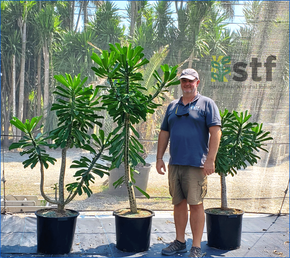 euphorbia-drupifera