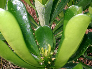 euphorbia-drupifera