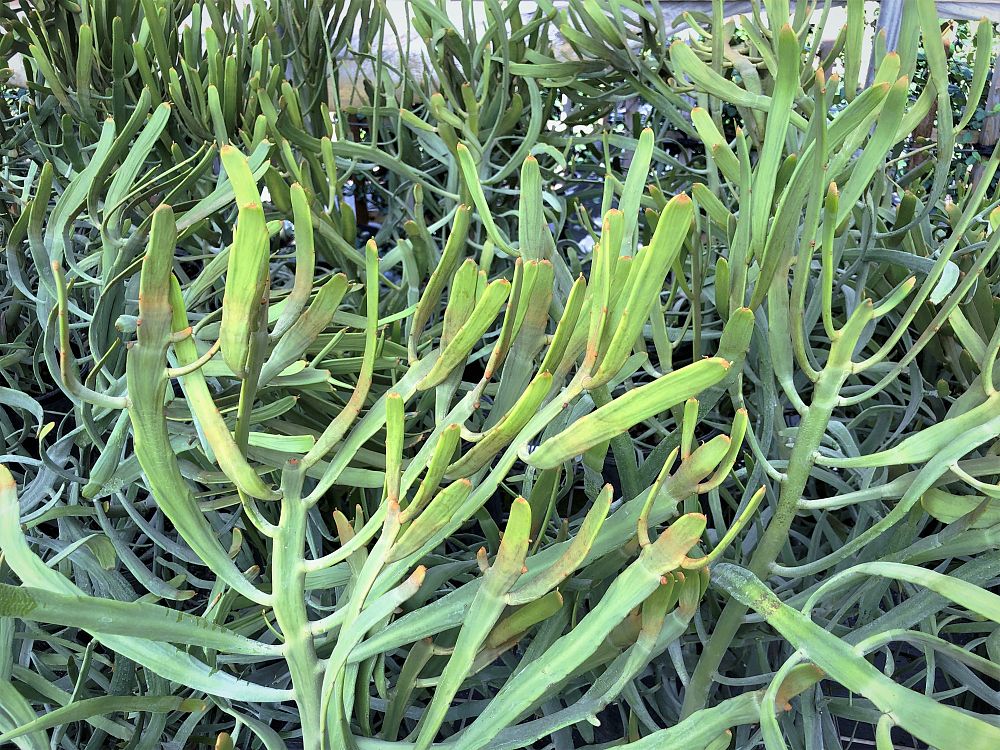 euphorbia-enterophora