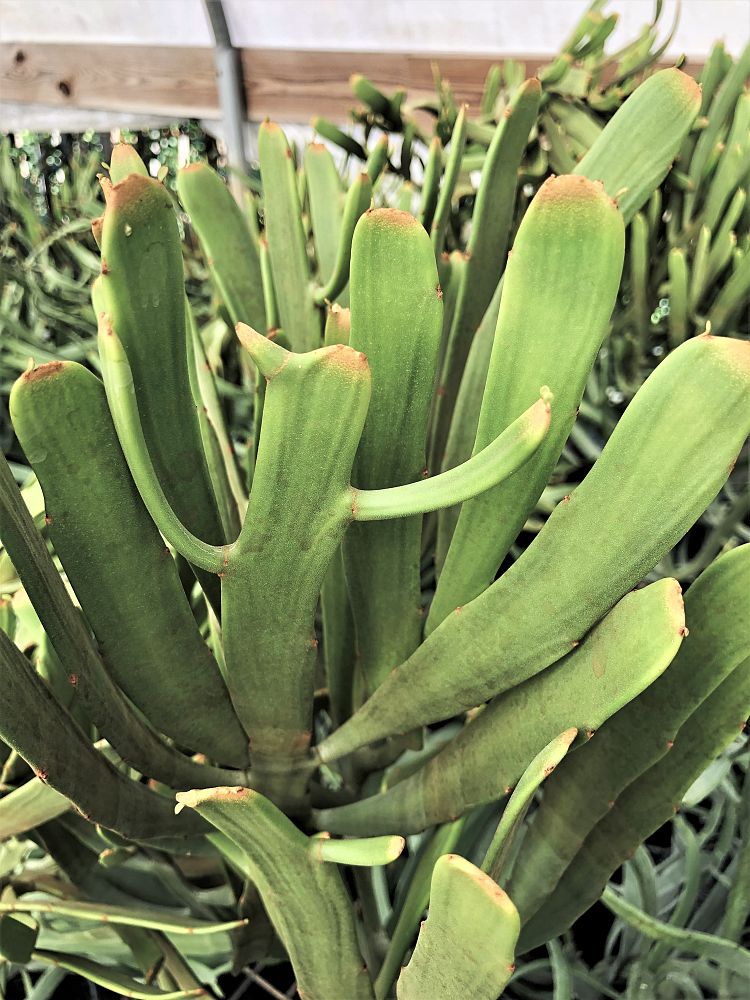 euphorbia-enterophora
