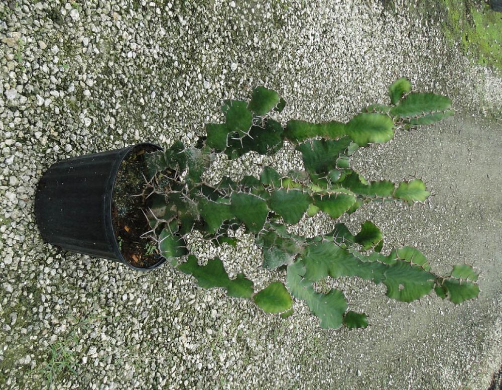 euphorbia-grandicornis