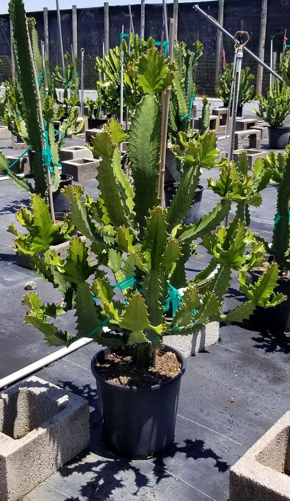 euphorbia-ingens