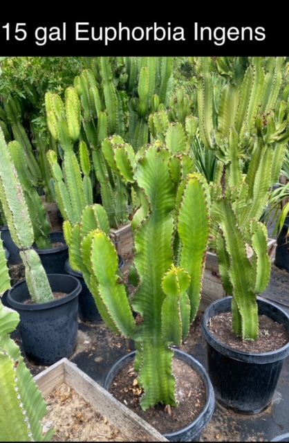 euphorbia-ingens
