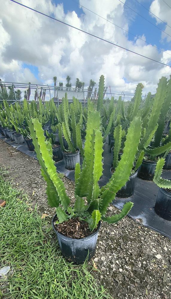 euphorbia-ingens