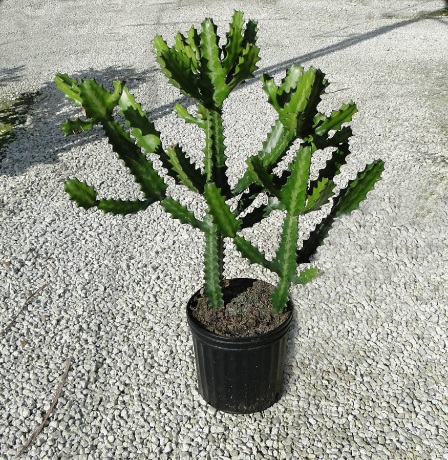euphorbia-lactea-candelabra-cactus