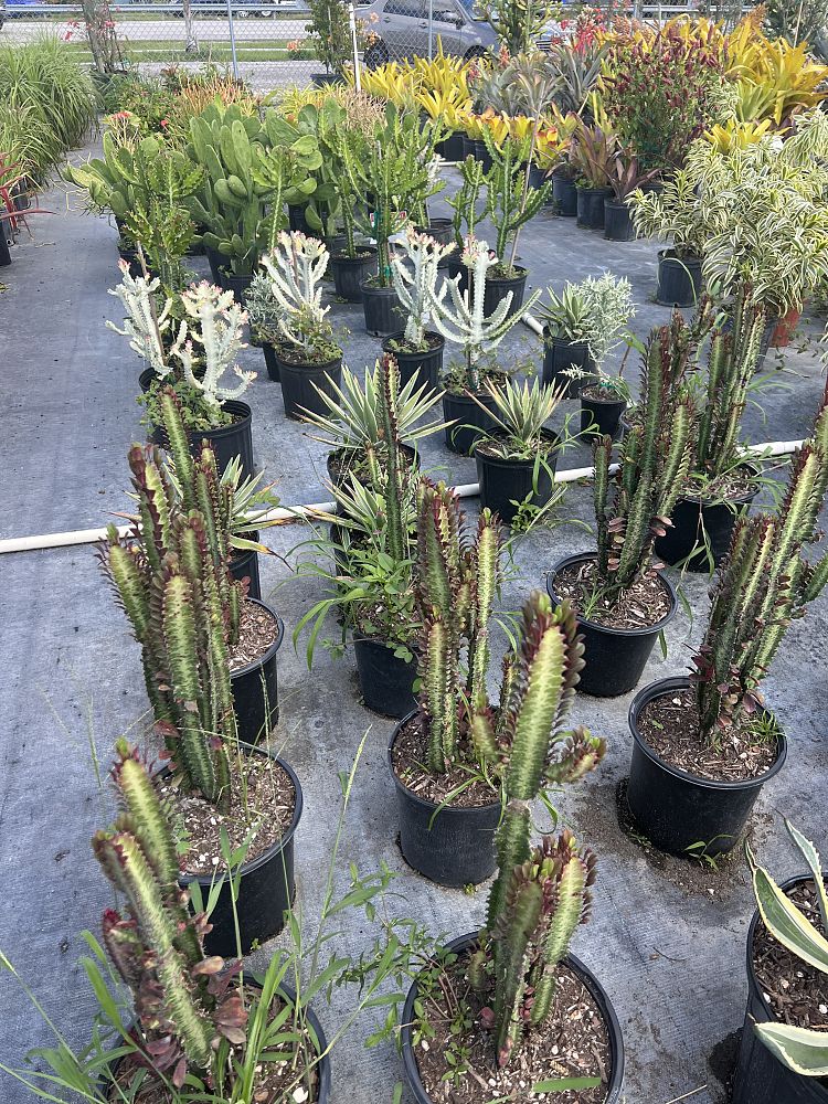 euphorbia-lactea-candelabra-cactus