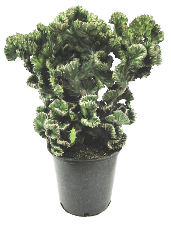euphorbia-lactea-cristata-green-brain-cactus