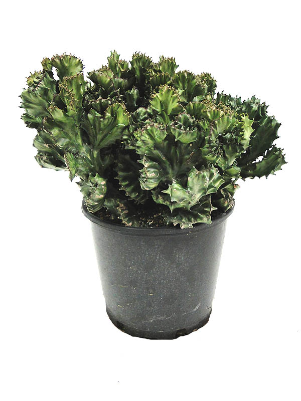 euphorbia-lactea-cristata-green-brain-cactus