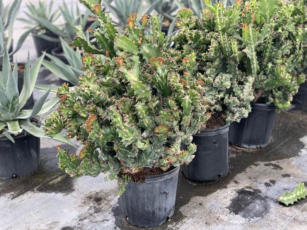 euphorbia-lactea-cristata-green-brain-cactus