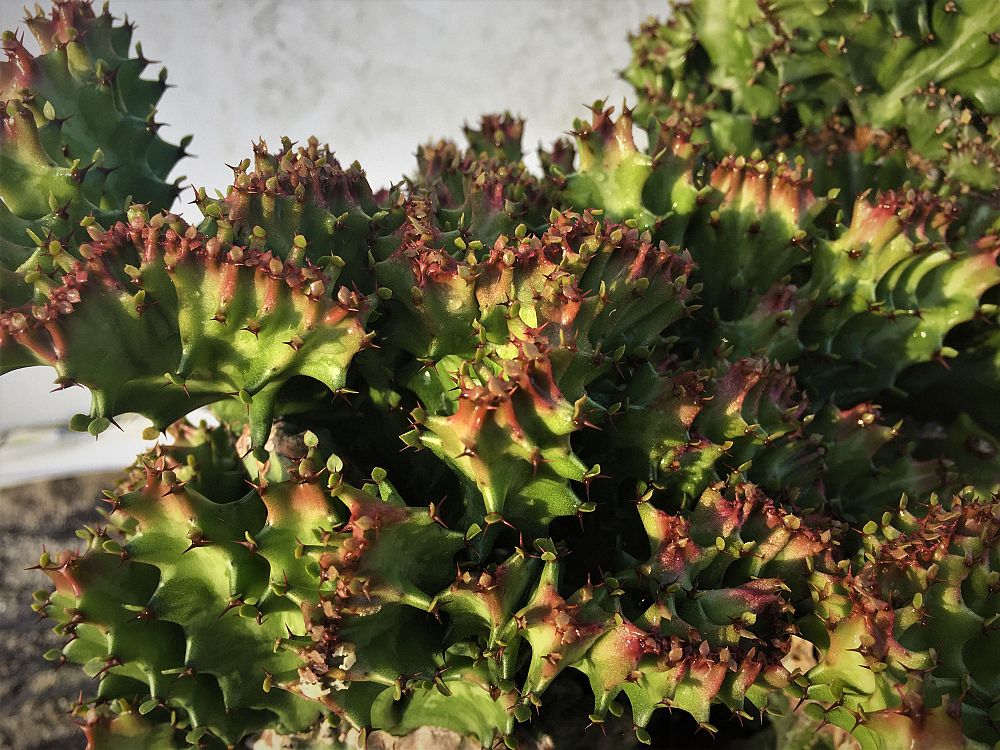 euphorbia-lactea-cristata-green-brain-cactus
