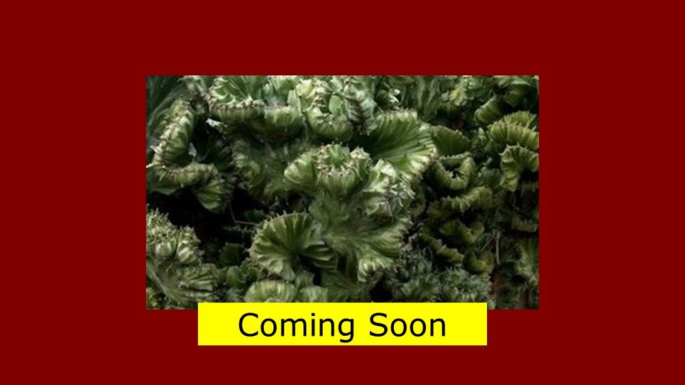 euphorbia-lactea-cristata-green-brain-cactus