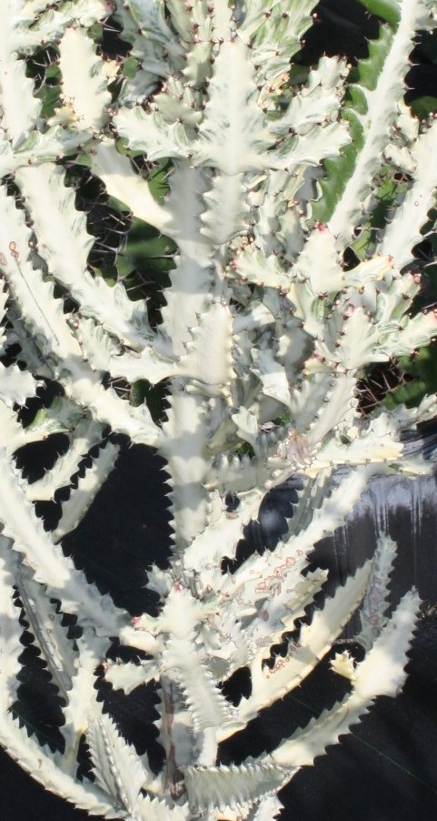 euphorbia-lactea-cristata-white-ghost-dragon-bones-elkhorn-false-cactus-candelabra-plant