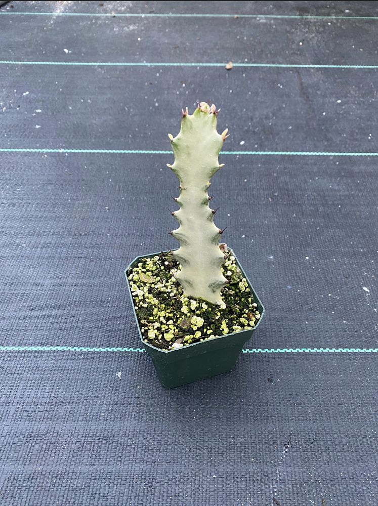 euphorbia-lactea-cristata-white-ghost-dragon-bones-elkhorn-false-cactus-candelabra-plant