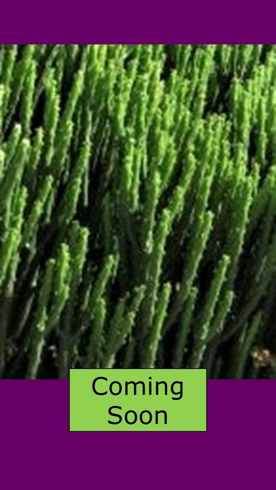 euphorbia-leucadendron-cat-tails