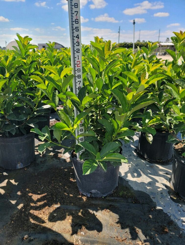 euphorbia-mahabobokensis