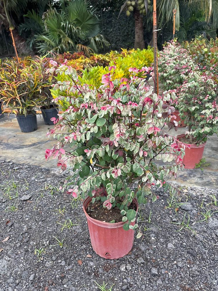 euphorbia-marginata-snow-on-the-mountain